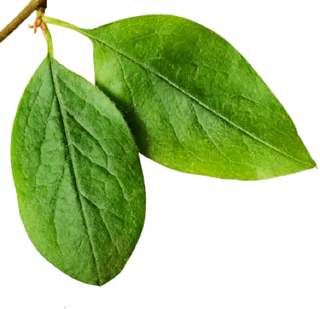 Blad Blad